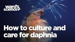 Caring and Culturing for Daphnia [upl. by Ragg]