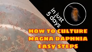 How to Culture Magna Daphnia Easily [upl. by Ynohtnad]