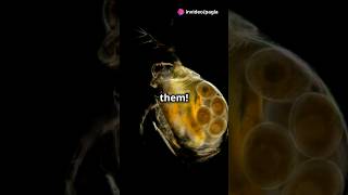 How to culture Daphnia for your Aquarium [upl. by Nahte]