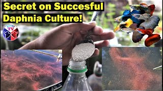 How to Culture Daphnia Successfully [upl. by Tnilk]