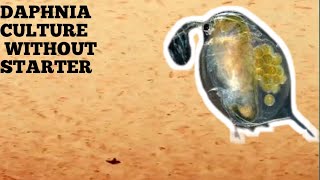 HOW TO CULTURE DAPHNIA NATURALLY WITHOUT A STARTER [upl. by Cedar]