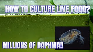 How to Culture Daphnia Secret Method to Breed MILLIONS  Simply Aquatic [upl. by Ardeen]