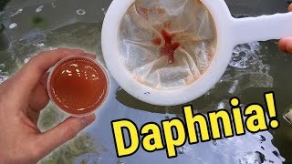 How I Culture Daphnia In Outdoor Tubs [upl. by Nalyad]