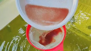 How to culture daphnia  Daphnia culture  How to grow daphnia outdoor [upl. by Ayarahs]