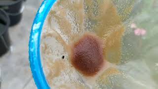 How to culture daphnia moina in a small container Part 1 English Subtitle [upl. by Johnette]