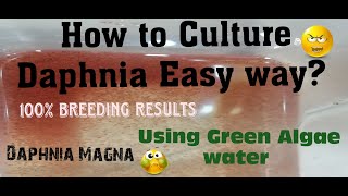 Daphnia MagnaHow to Culture Daphnia Easy wayCulturing Daphnia using Green water Daphnia [upl. by Vaientina]