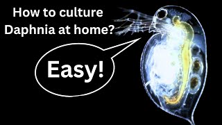 BEST Live Fish Food Beginner guide How to Culture Daphnia at home [upl. by Alded]