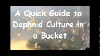 How to culture daphnia outside [upl. by Olcott]