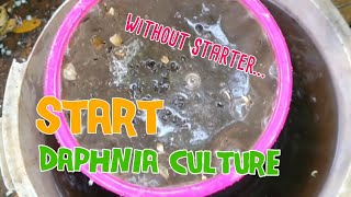 How to culture daphnia moina the easy way 1  Starting the Daphnia culture [upl. by Rraval]