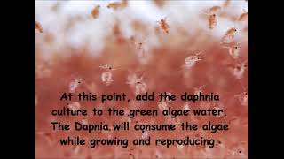 Daphnia  How to grow daphnia in your home [upl. by Euginimod]