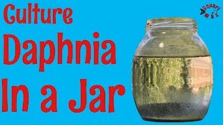 How to Culture Daphnia in a Jar [upl. by River]