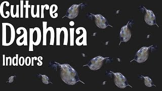 How to Culture Daphnia [upl. by Ecahc]