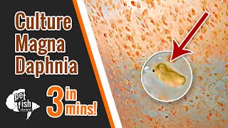 How to culture DAPHNIA MAGNA  The easy way [upl. by Tessler]