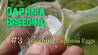 Daphnia Culture made simple and easy 3  Hatching Daphnia eggs [upl. by Lancaster379]