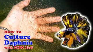 How to Culture Daphnia with ZERO Cost  Unlimited Live Food For Our Fish [upl. by Seira603]