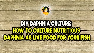 DIY Daphnia Culture How to Culture Nutritious Daphnia as Live Food for Your Fish [upl. by Bussy]