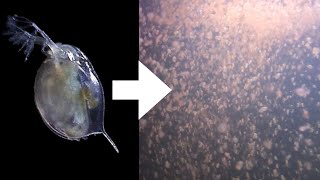 How I Culture Daphnia [upl. by Blayne]