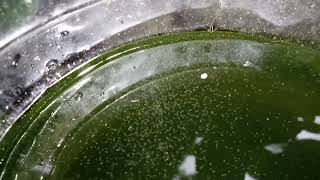 DAPHNIA MOINA CULTURE IN A SMALL BUCKET [upl. by Ani]