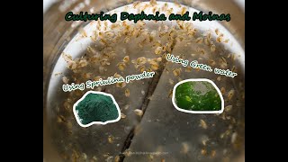 How To Culture Daphnia and Moinas using Green Water Spirulina powder [upl. by Asik]