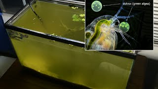 Raising Daphnia for the Freshwater Aquarium [upl. by Iuqcaj915]