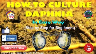 HOW TO CULTURE DAPHNIA In Easy Way [upl. by Selec]